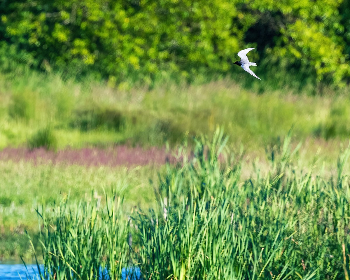 Хилэн хараалай - ML620178676
