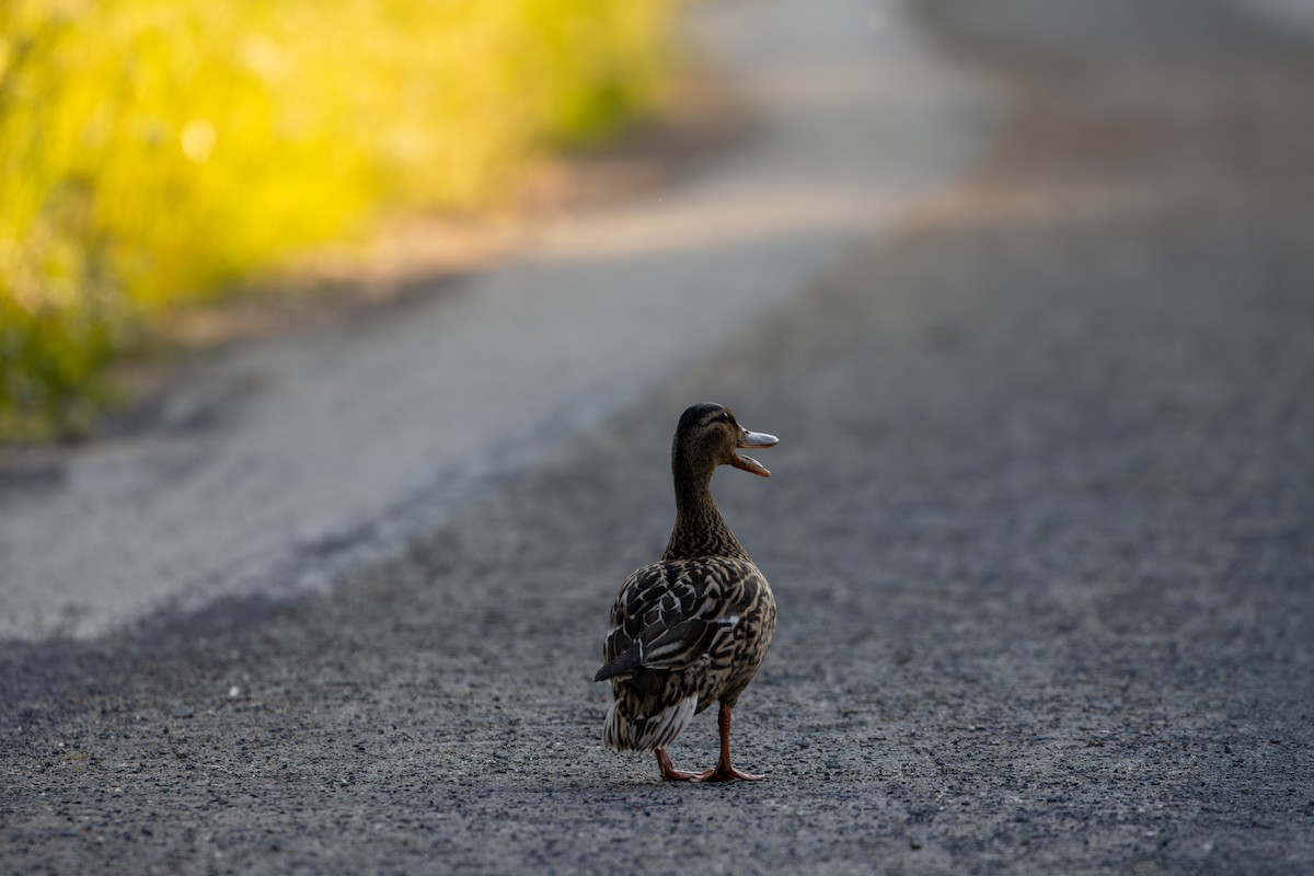 Mallard - ML620178679