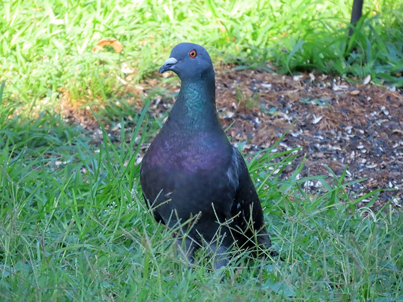 Rock Pigeon (Feral Pigeon) - ML620178680