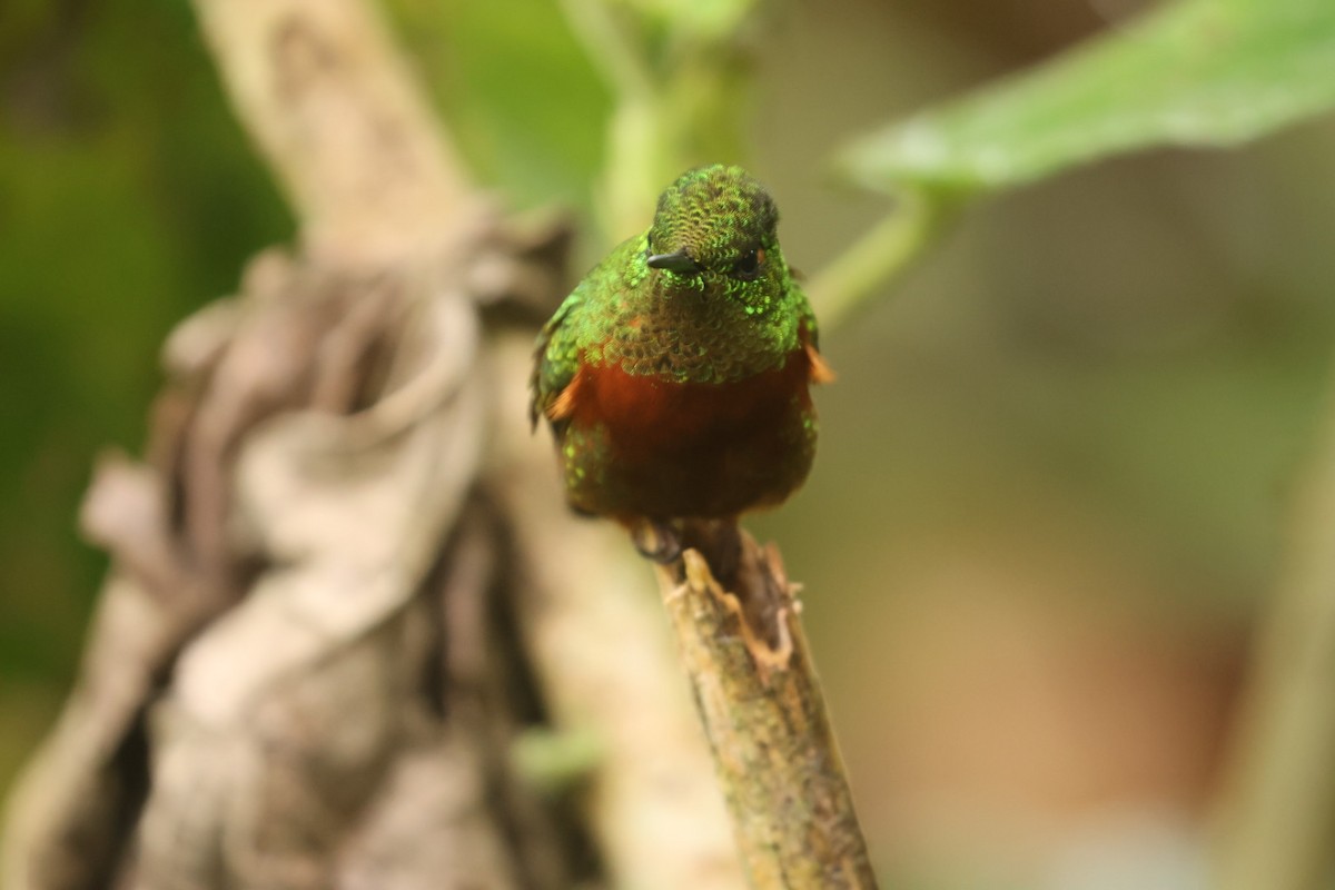 kolibřík peruánský - ML620178682