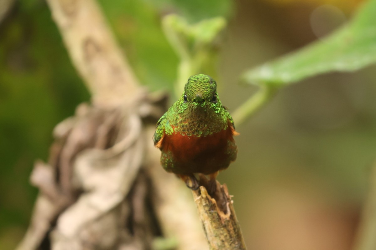 kolibřík peruánský - ML620178683