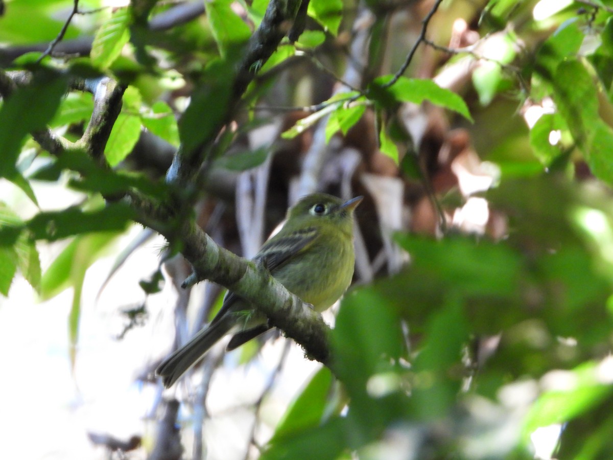 Yellowish Flycatcher - ML620178687