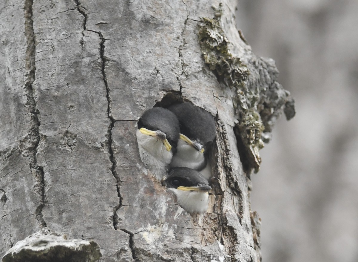 Tree Swallow - ML620178688