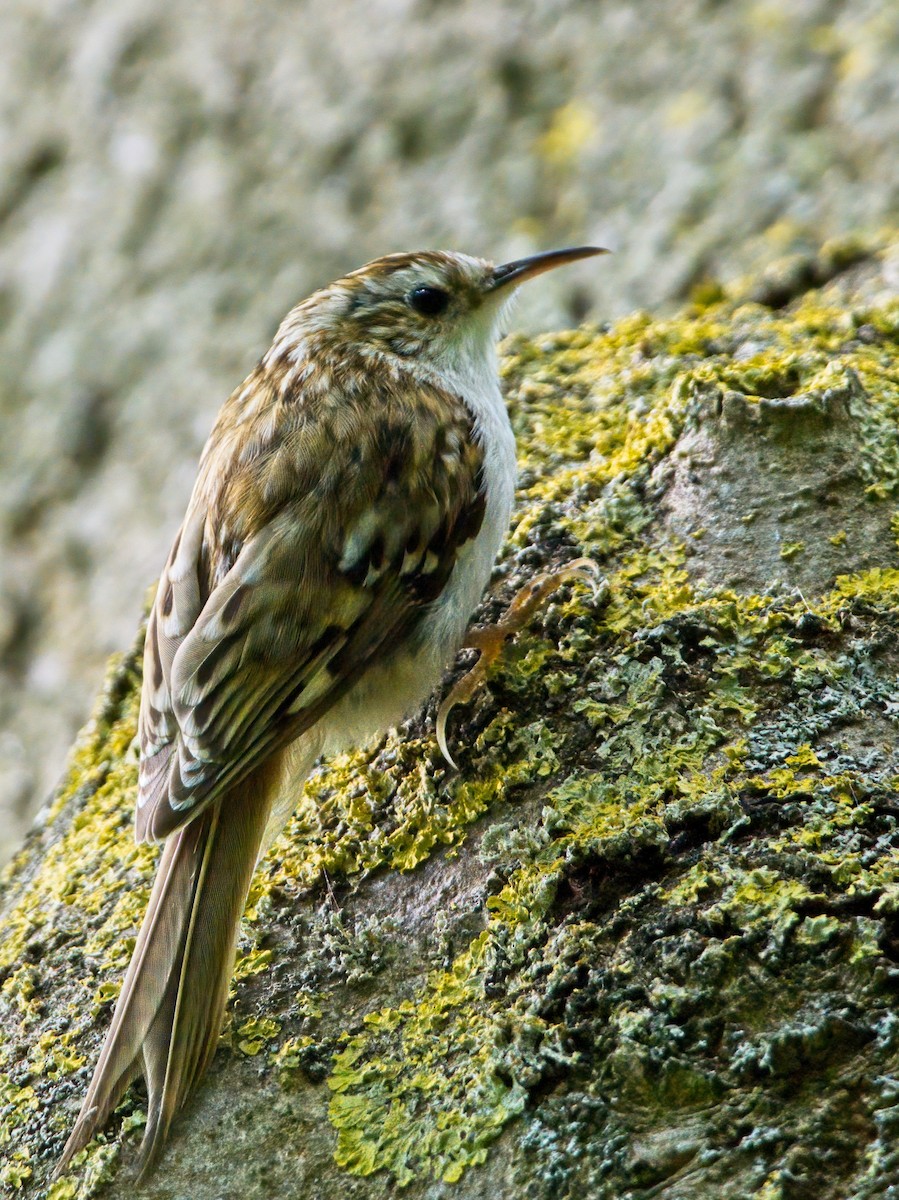 Eurasian Treecreeper - ML620178692