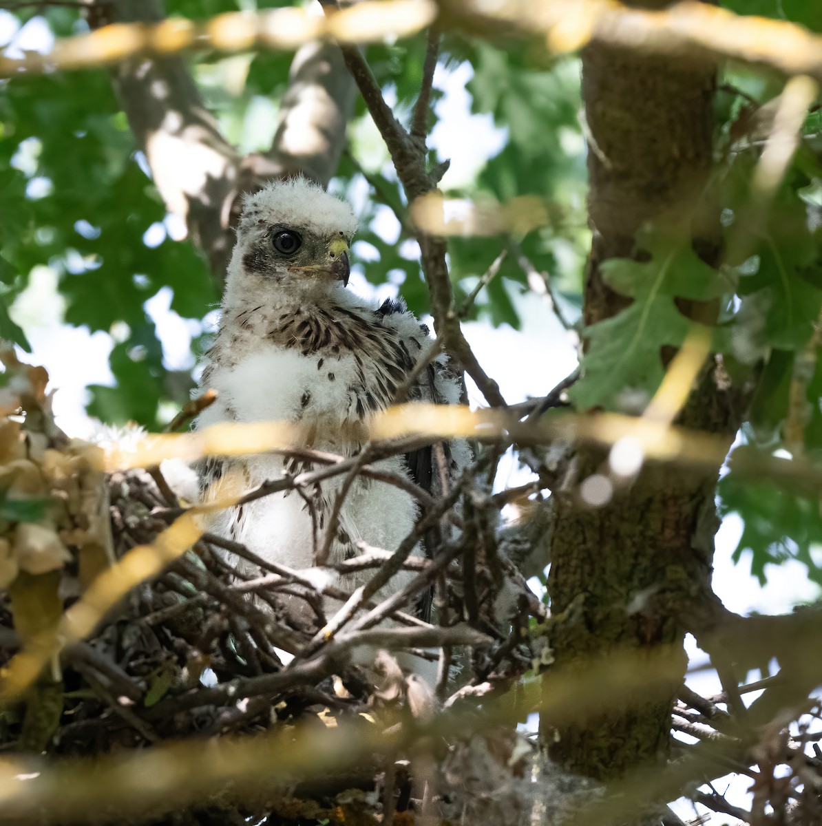 Cooper's Hawk - ML620178694