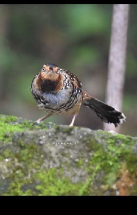 Spotted Laughingthrush - ML620178696