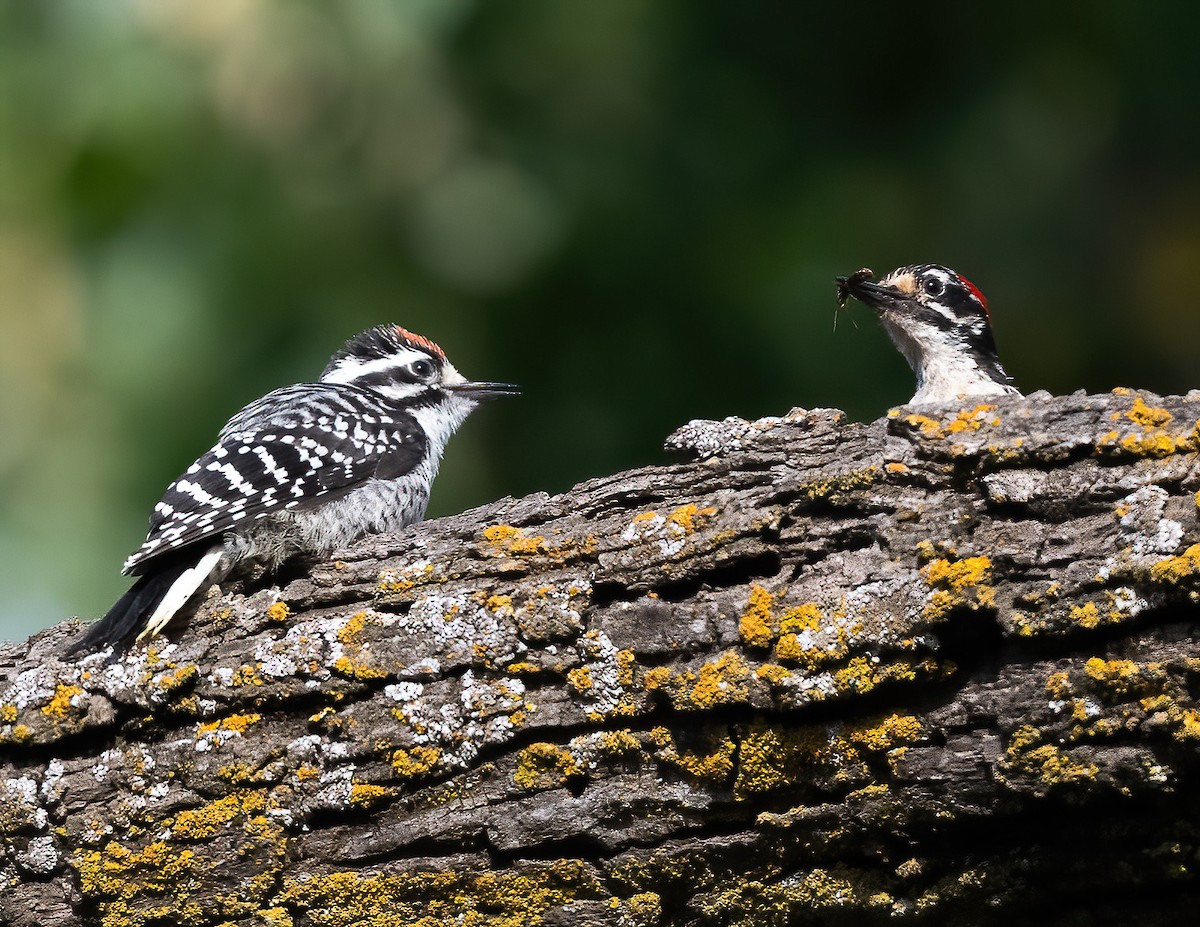 Nuttall's Woodpecker - ML620178703