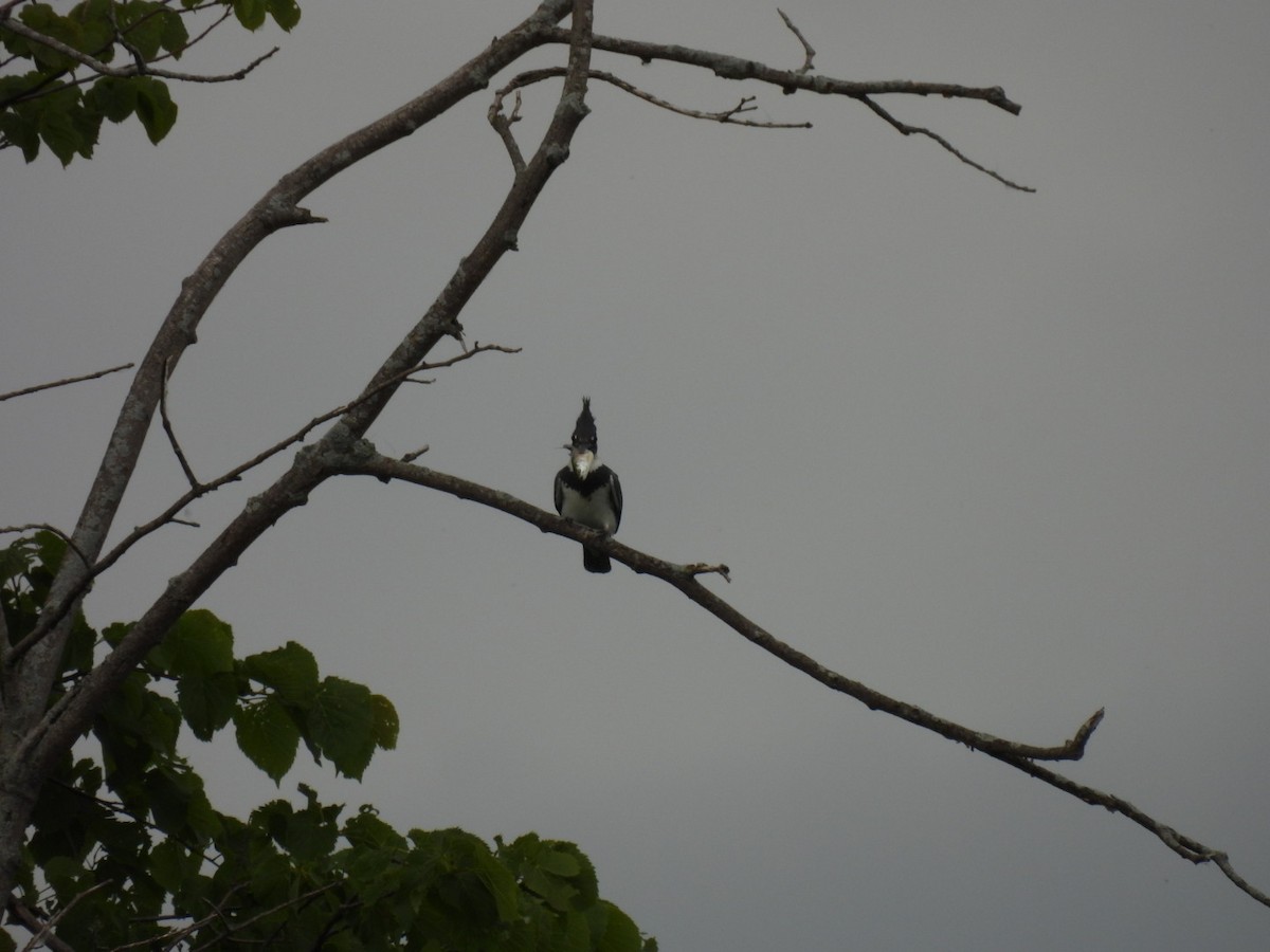 Belted Kingfisher - ML620178707