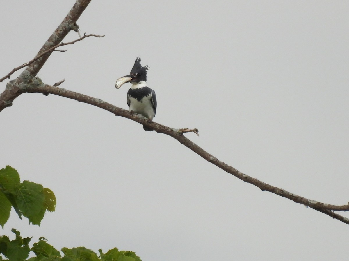 Belted Kingfisher - ML620178708