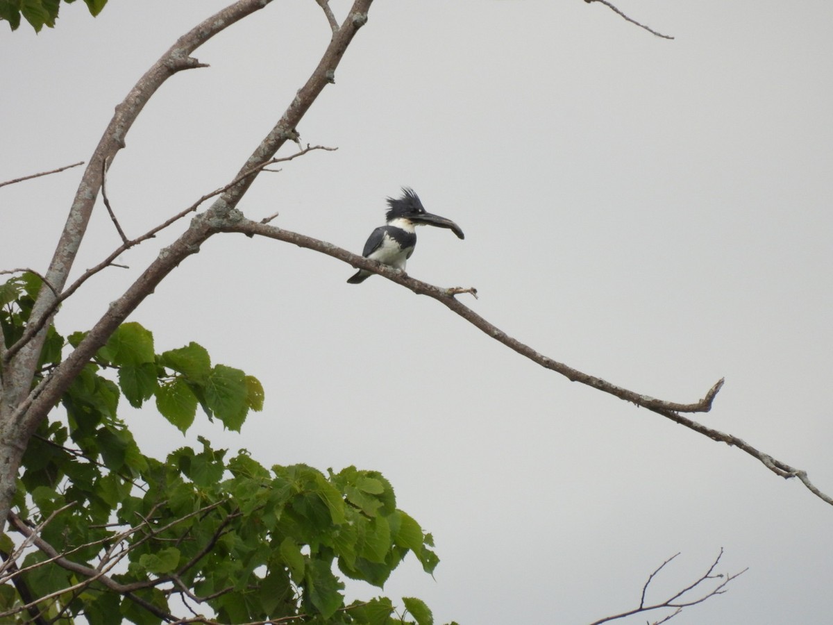 Belted Kingfisher - ML620178709