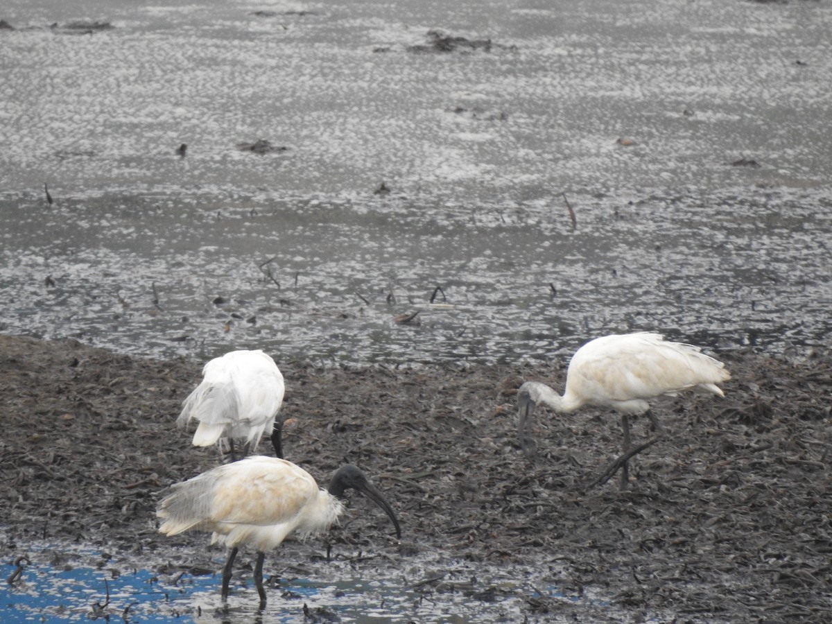 Black-headed Ibis - ML620178711