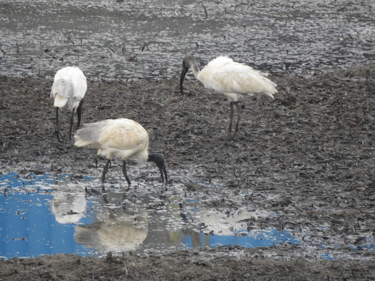 Black-headed Ibis - ML620178712