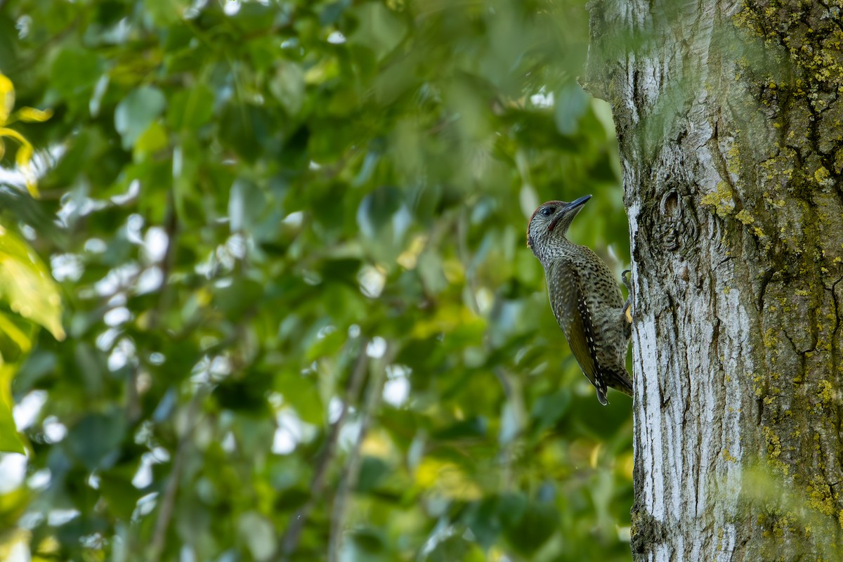 Eurasian Green Woodpecker - ML620178715