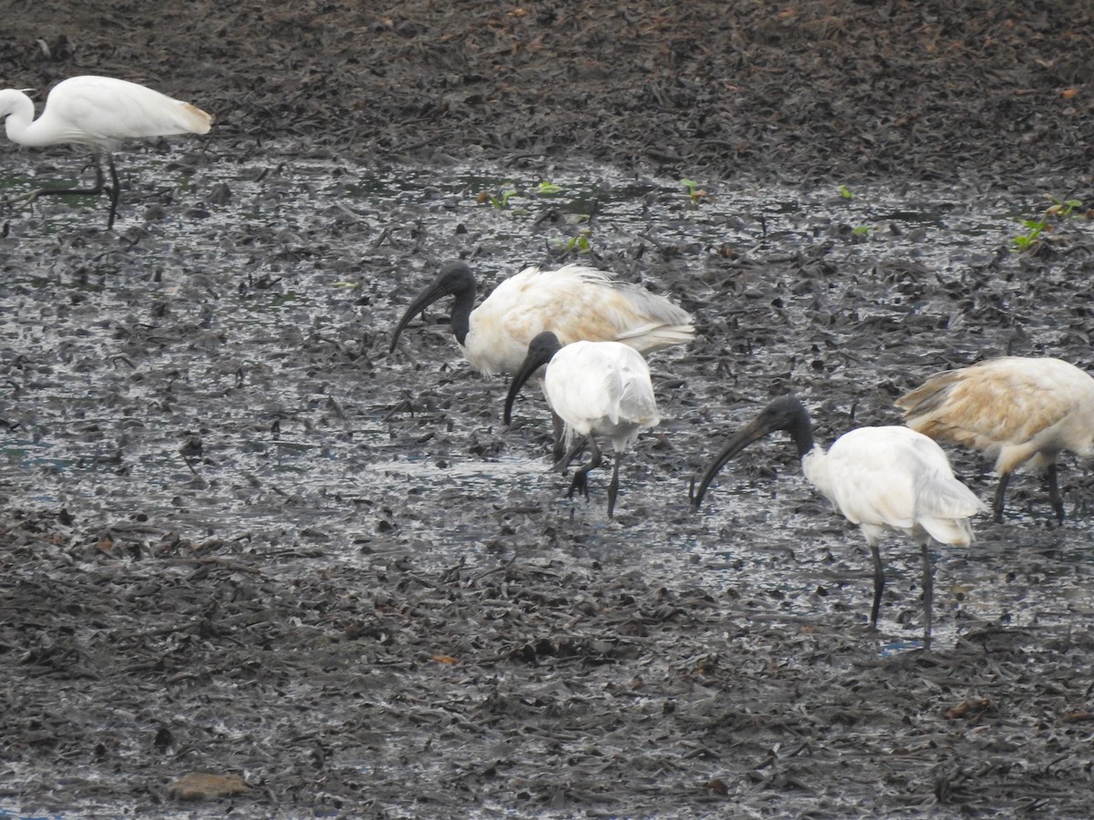 Black-headed Ibis - ML620178732