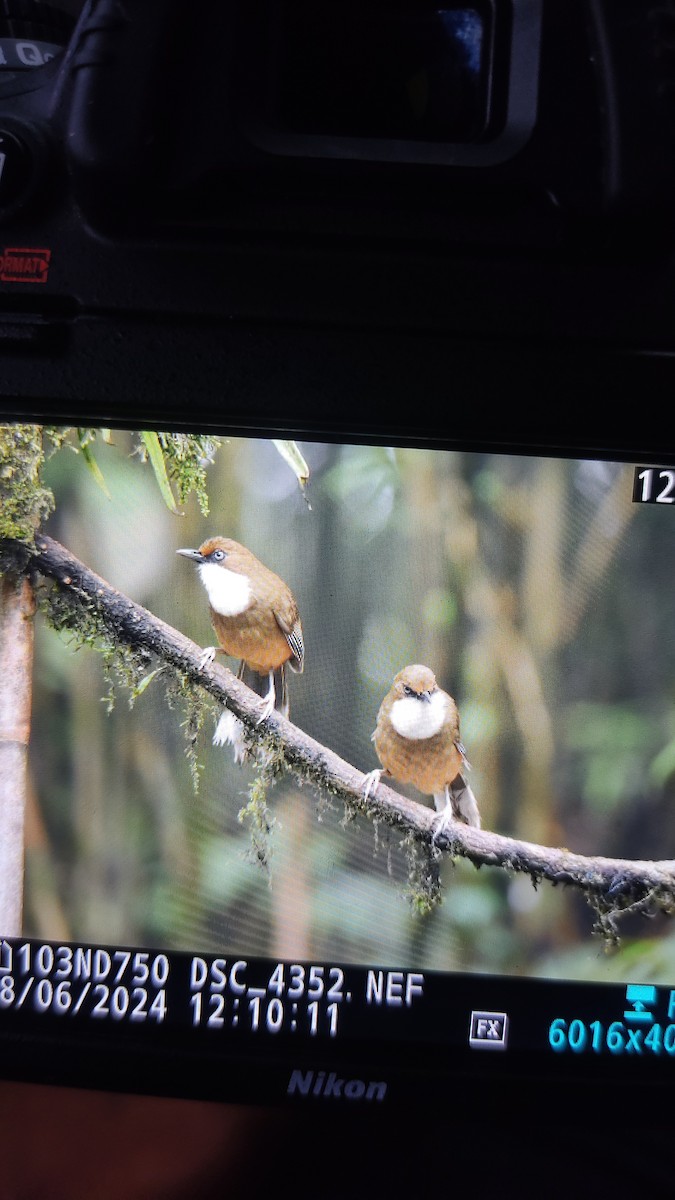 White-throated Laughingthrush - ML620178742