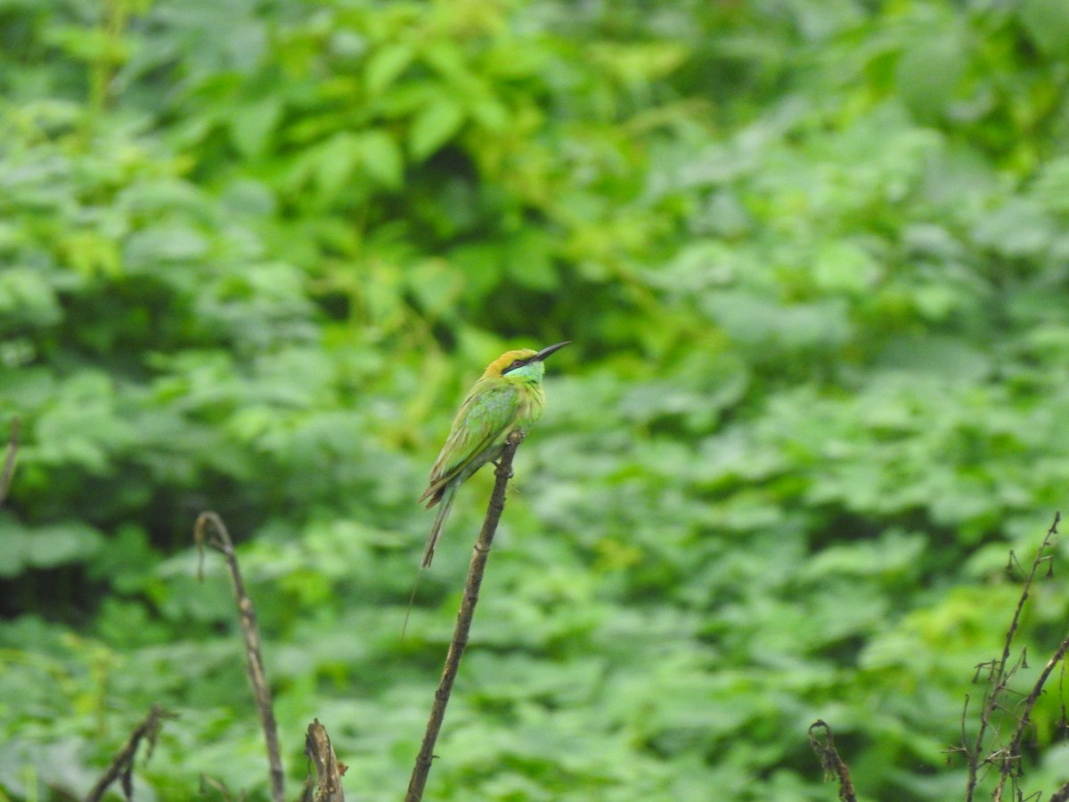 Asian Green Bee-eater - ML620178747