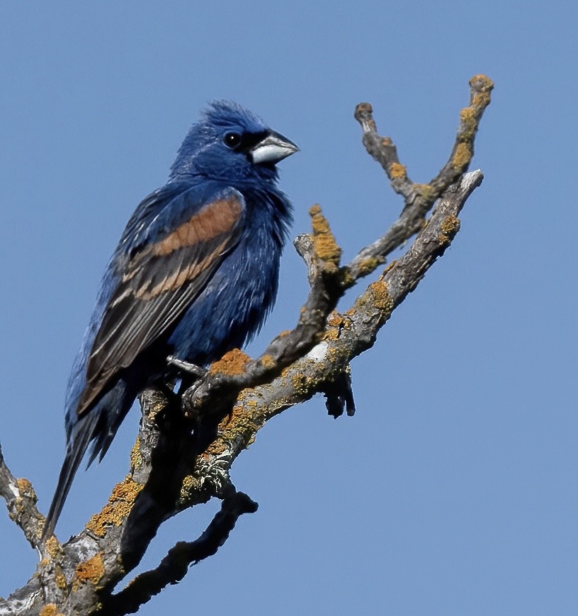 Blue Grosbeak - ML620178762