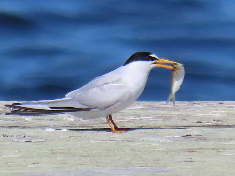 Least Tern - ML620178793