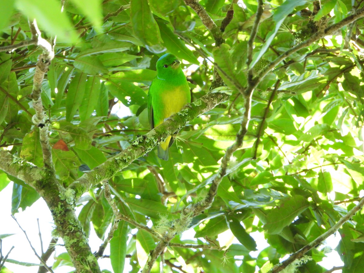 Blue-crowned Chlorophonia - ML620178795