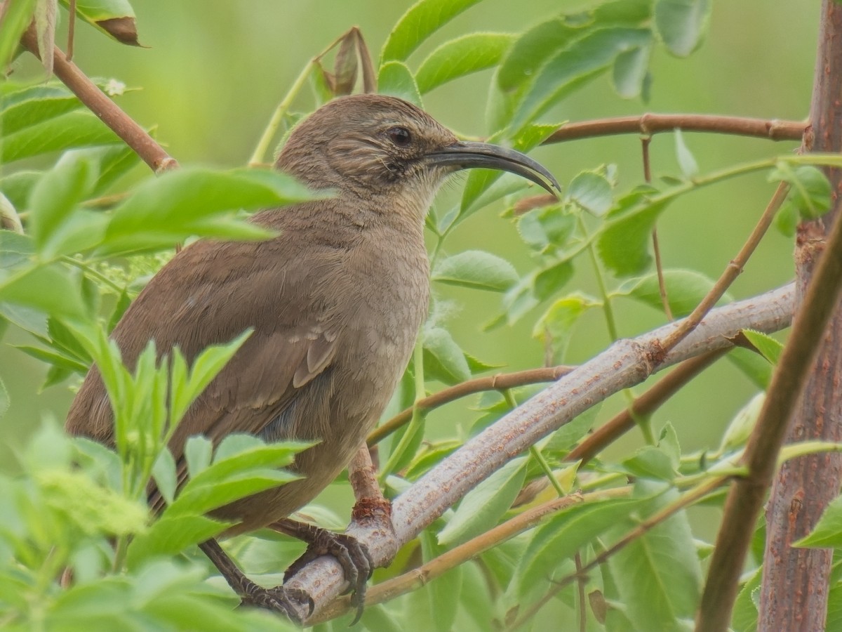 California Thrasher - ML620178804