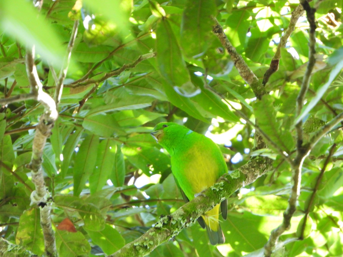 Blue-crowned Chlorophonia - ML620178805