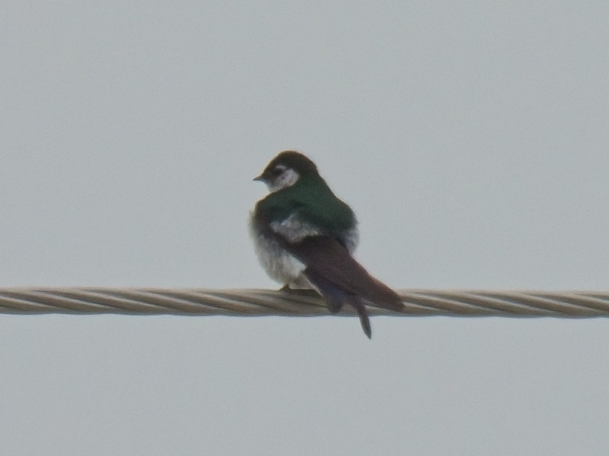 Violet-green Swallow - ML620178808