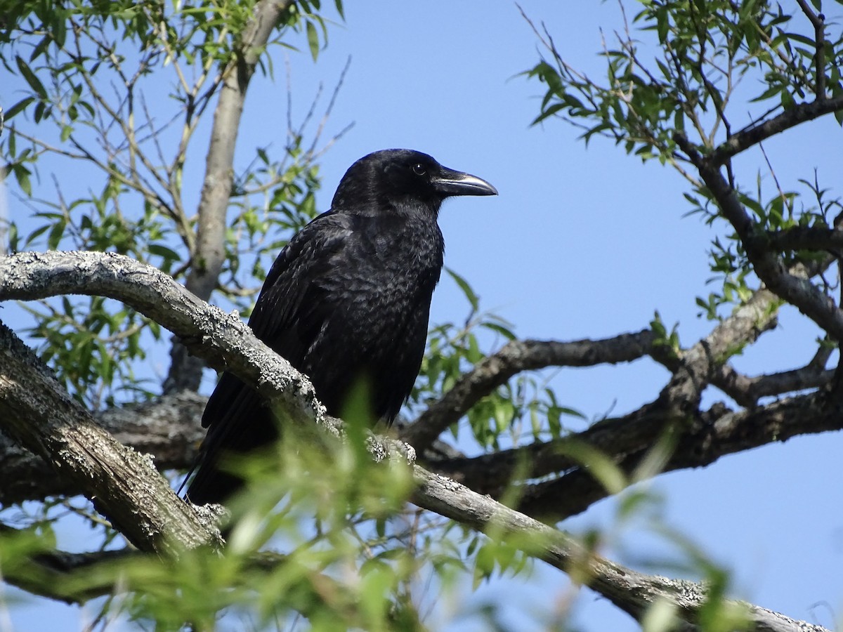 American Crow - ML620178812