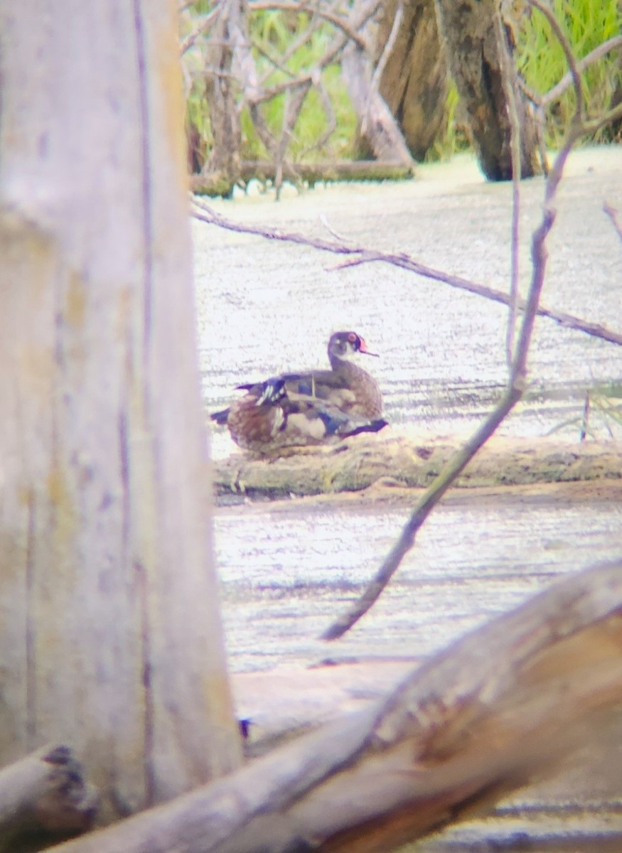 Wood Duck - ML620178816