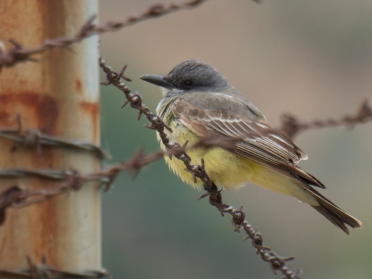 Cassin's Kingbird - ML620178838