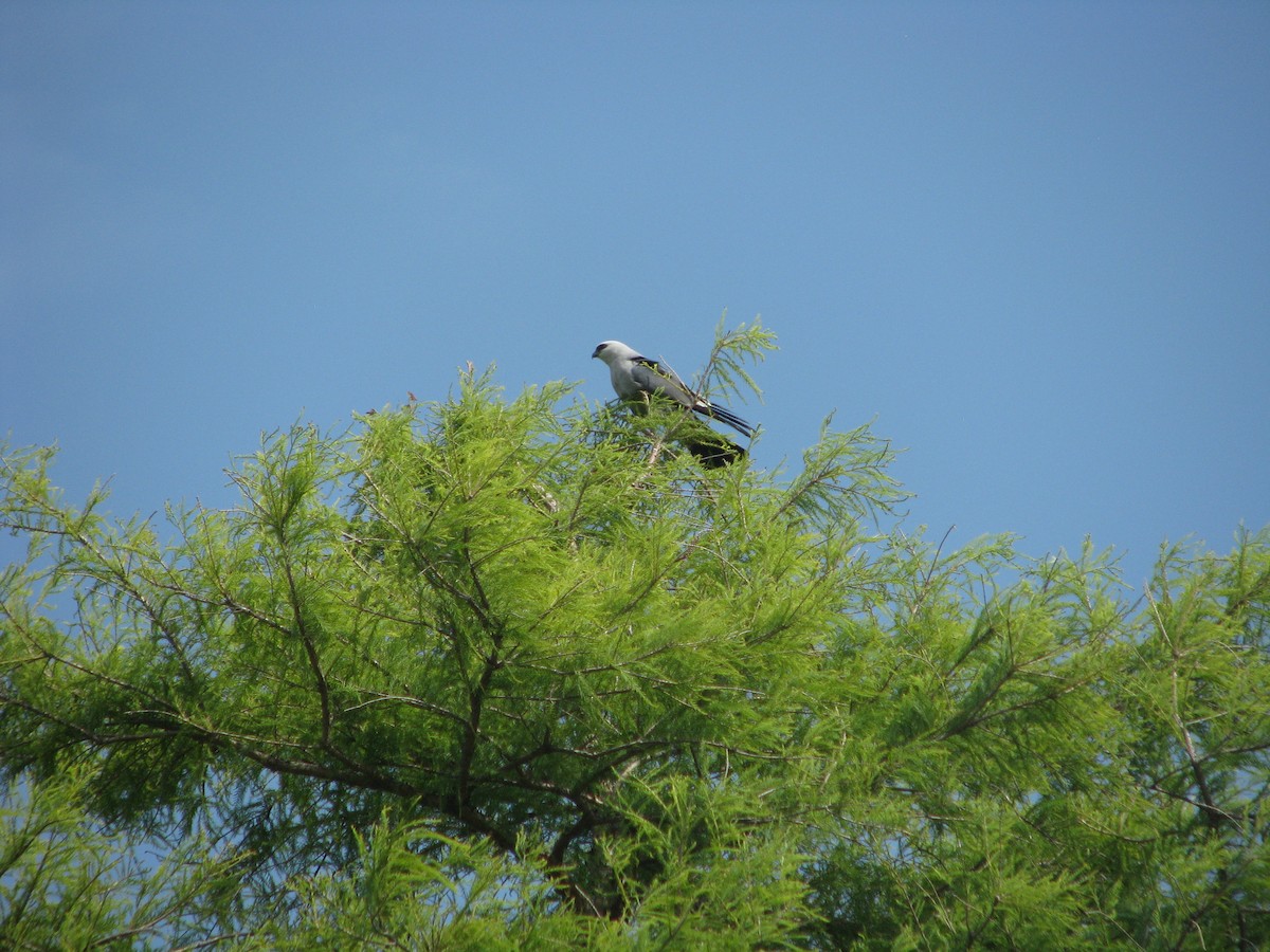 Mississippi Kite - ML620178844