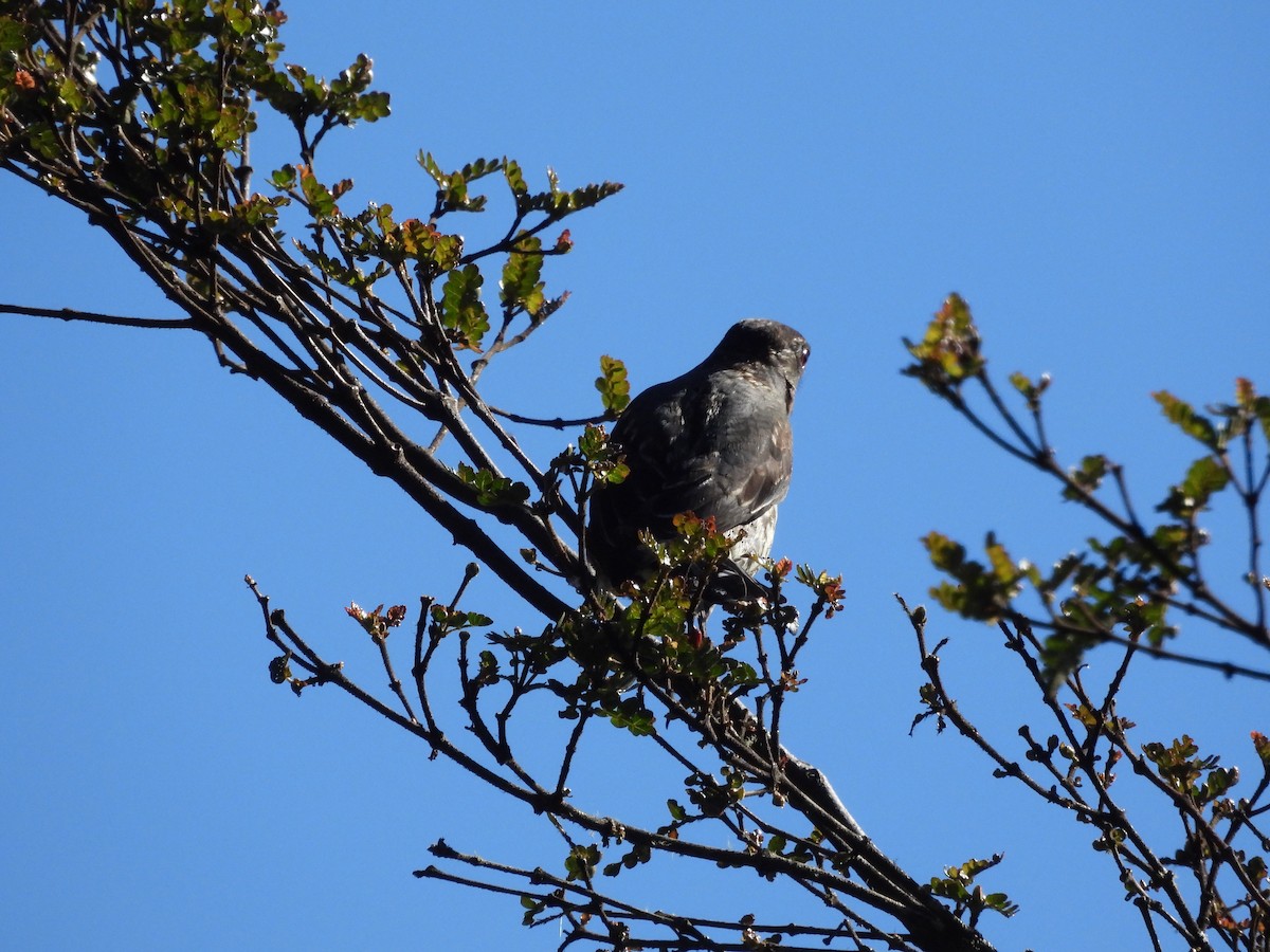 Cotinga Crestirrojo - ML620178855