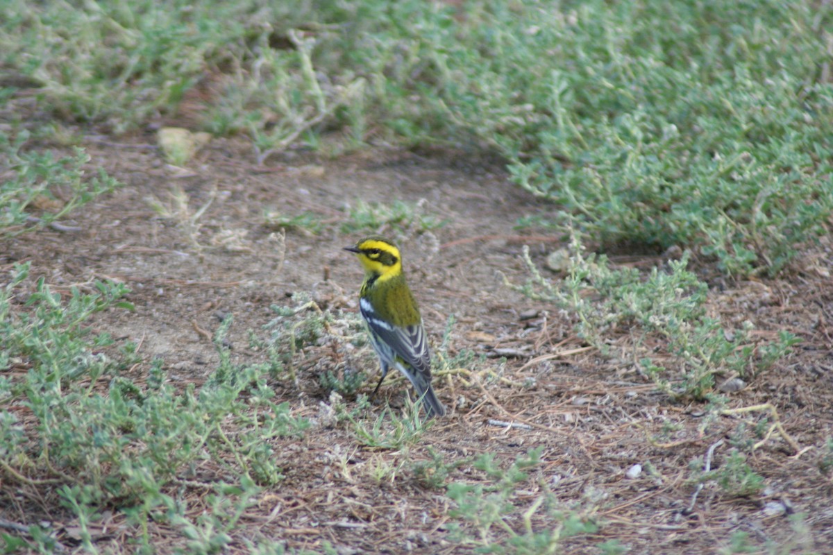 Townsend's Warbler - Jamie Adams