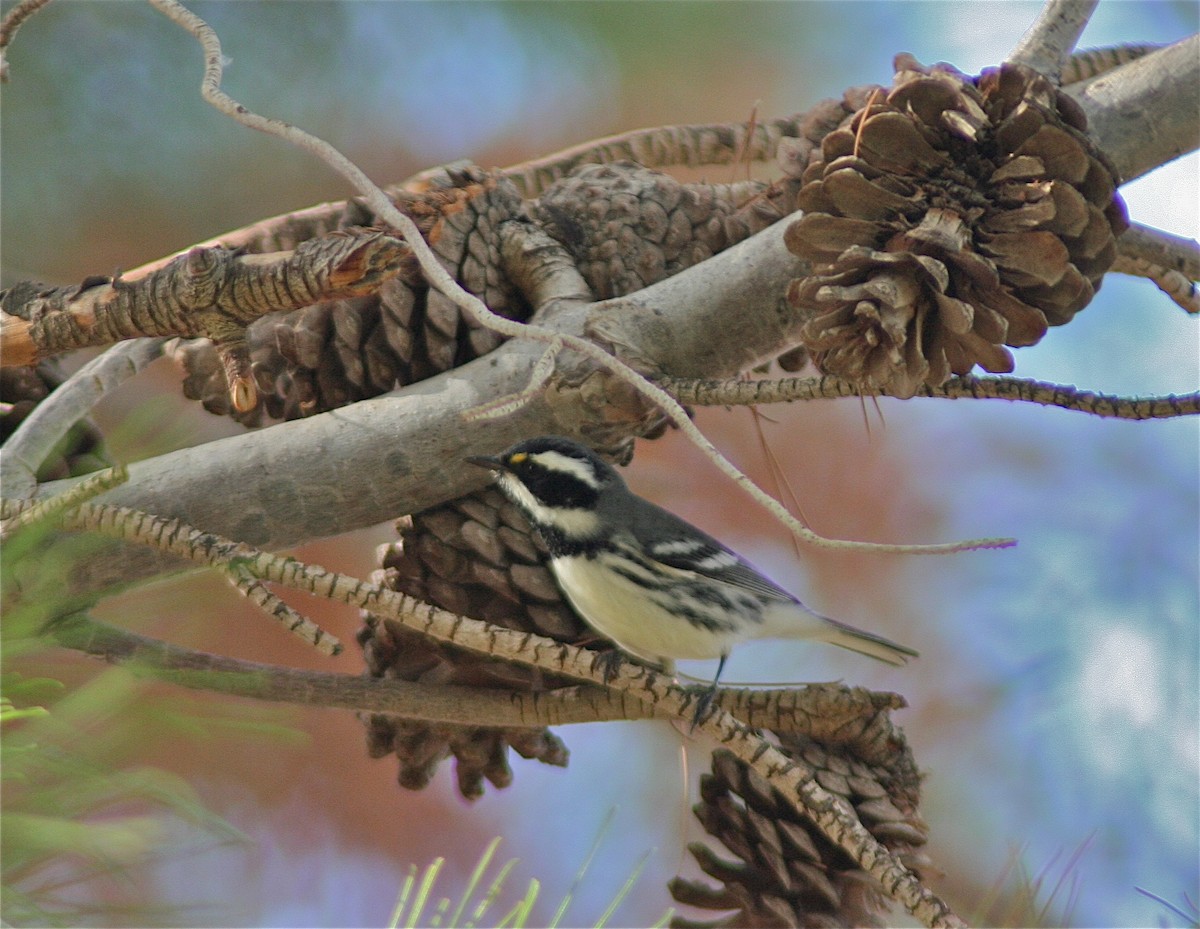 Black-throated Gray Warbler - ML620178860