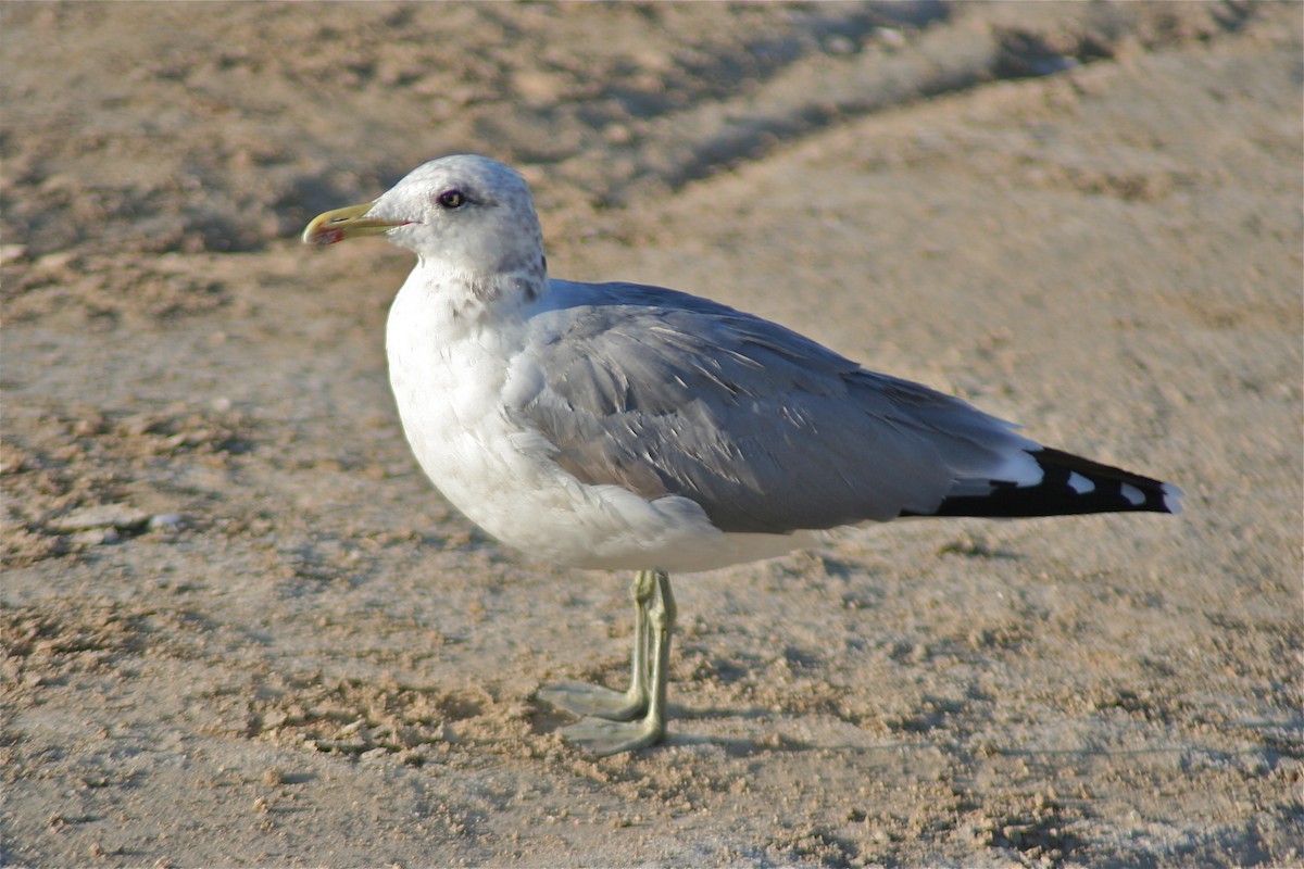 Gaviota Californiana - ML620178869