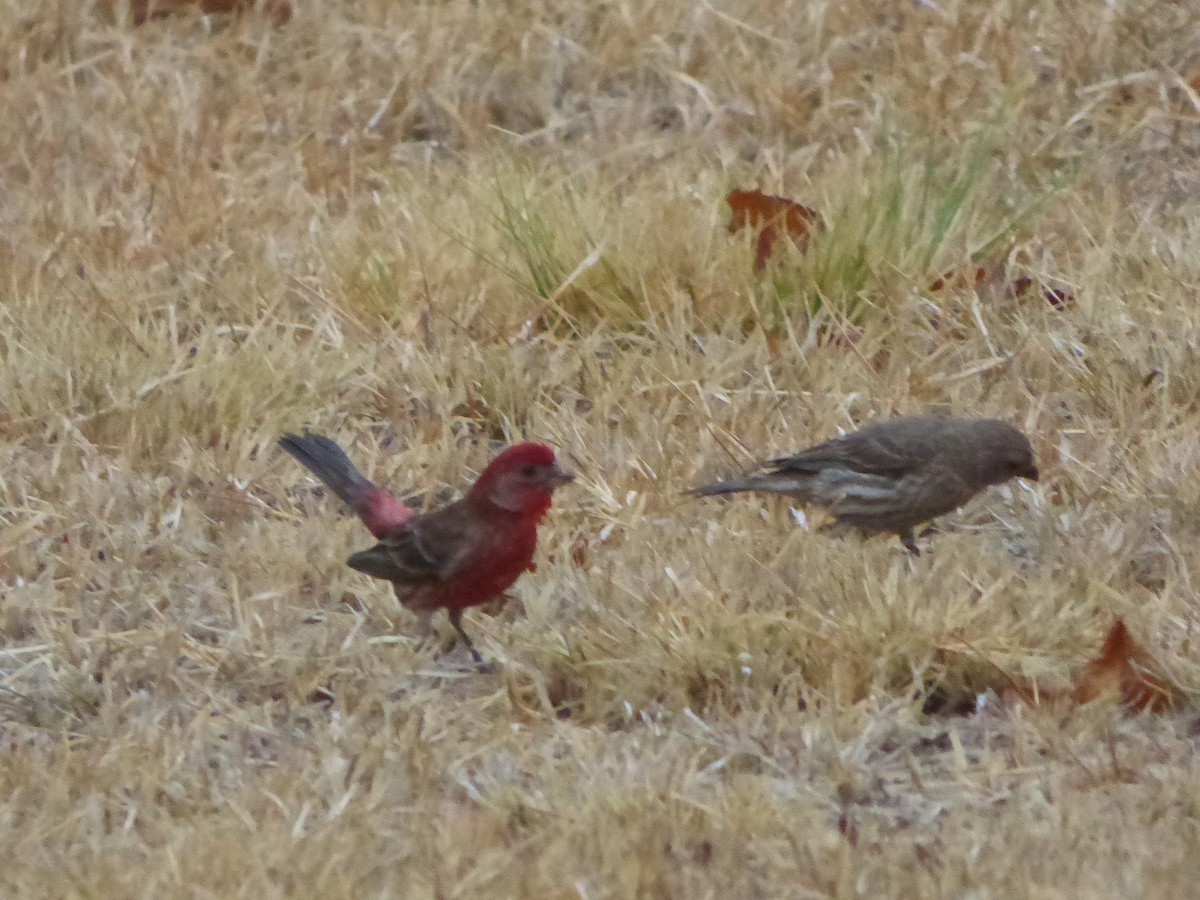 House Finch - ML620178872