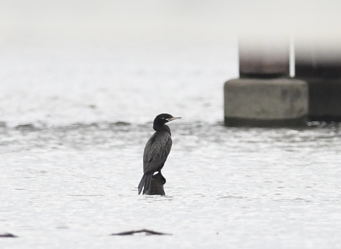 Neotropic Cormorant - ML620178881