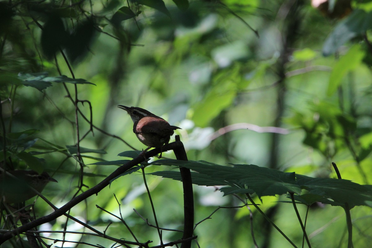 Carolina Wren - ML620178893