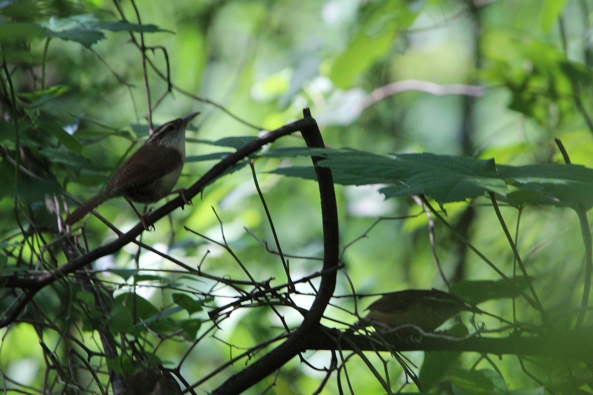 Carolina Wren - ML620178894