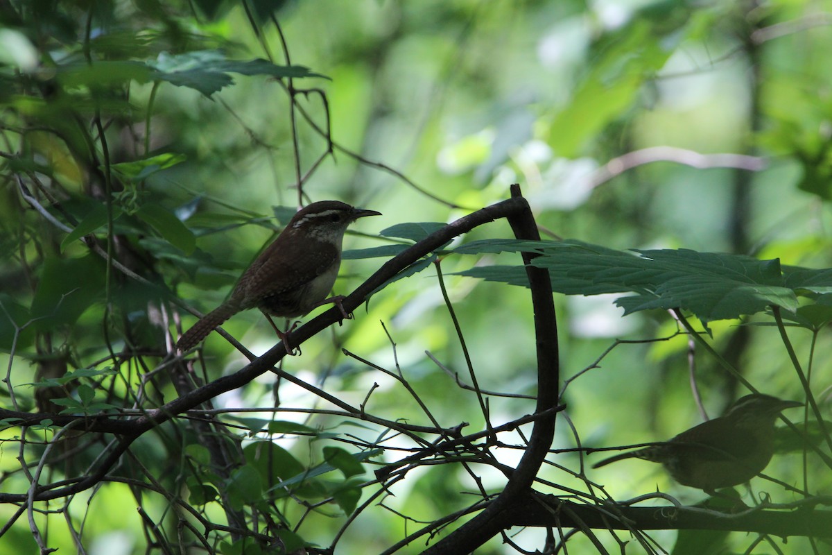 Carolina Wren - ML620178896