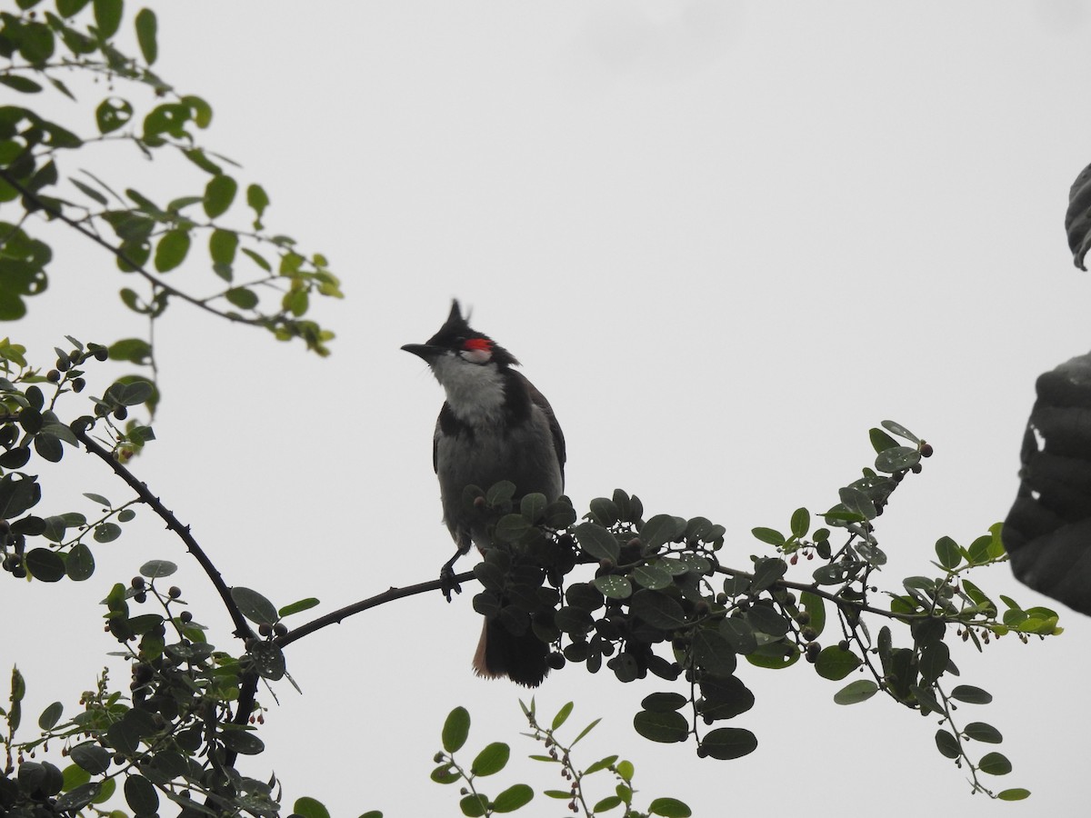 Red-whiskered Bulbul - ML620178923