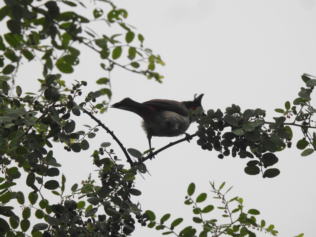 Red-whiskered Bulbul - ML620178925