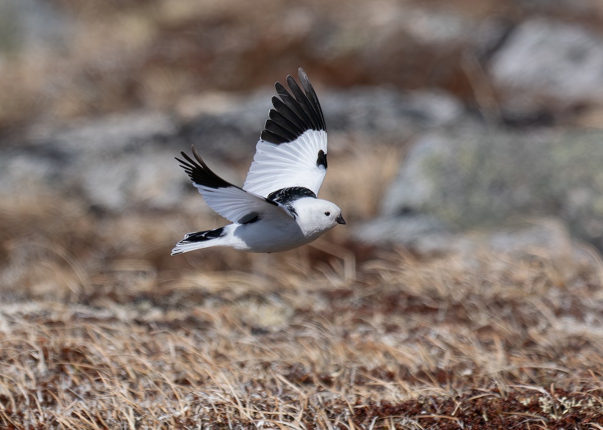 Snow Bunting - ML620178930