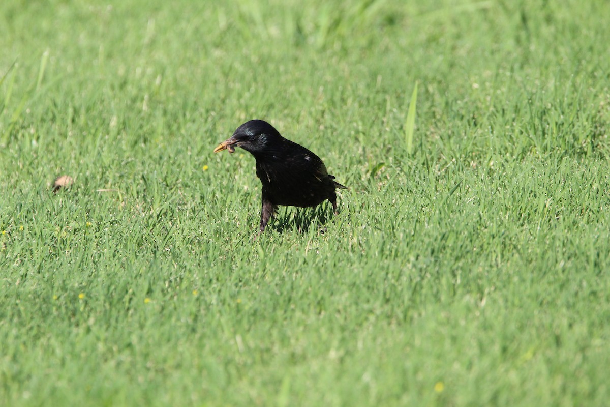 European Starling - ML620178935