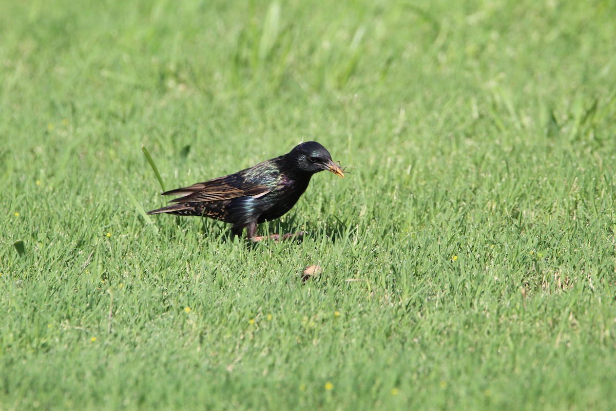 European Starling - ML620178936