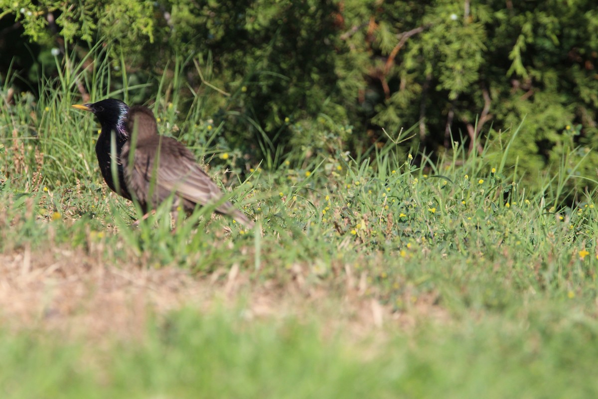 European Starling - ML620178939