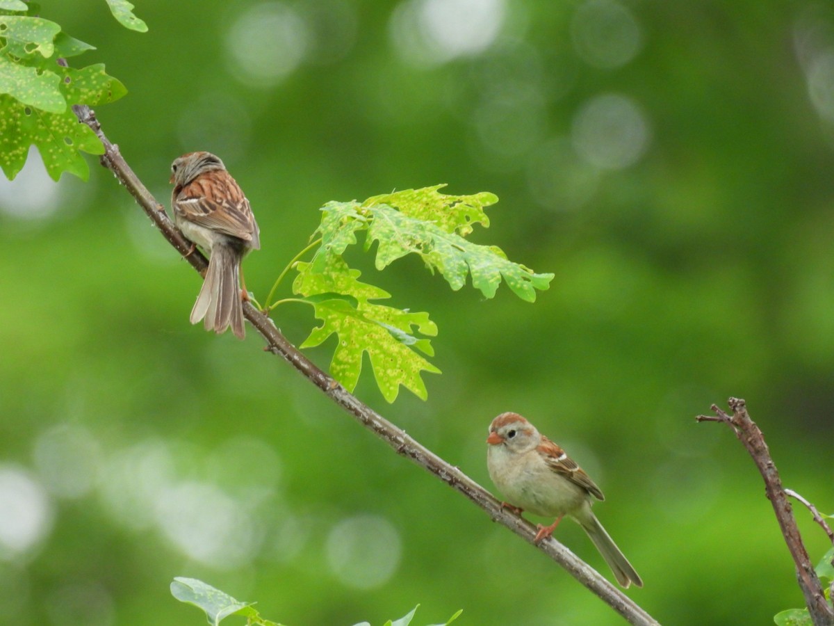 Field Sparrow - ML620178943