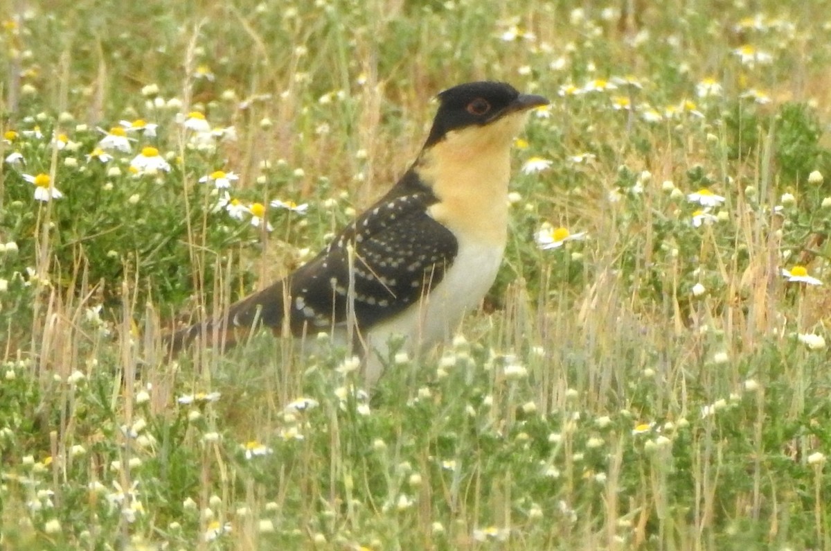 Great Spotted Cuckoo - ML620178954