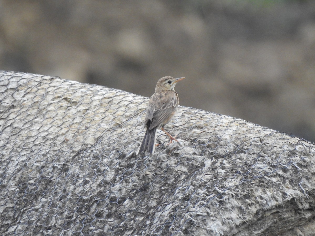 Paddyfield Pipit - ML620178957