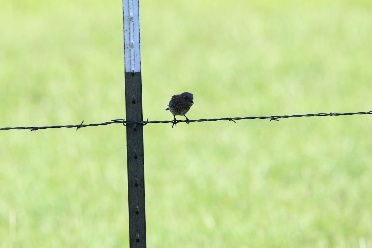 Eastern Bluebird - ML620178962