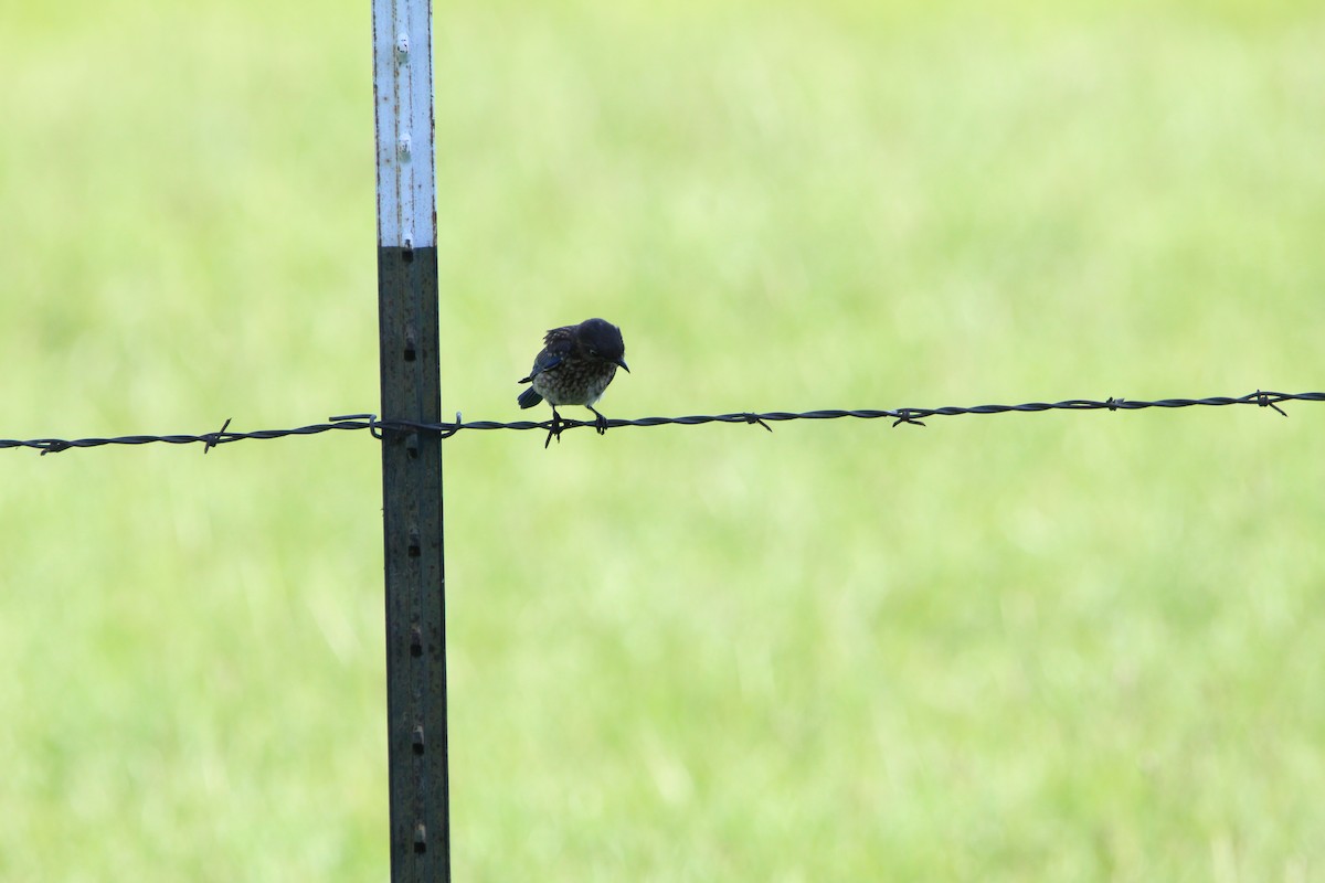 Eastern Bluebird - ML620178963